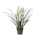 Park Hill Collection Garden Floral Cymbidium Plant, Potted - EBQ26111