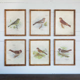 Park Hill Collection Southern Classic Vintage Bird Framed Prints, Set of 6 - EWA80978