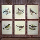 Park Hill Collection Southern Classic Vintage Bird Framed Prints, Set of 6 - EWA80978