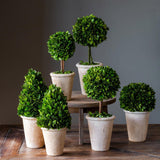 Park Hill Collection Garden Floral Collection of Boxwood Topiaries, Set of 6, Assorted Sizes -  EBD80076