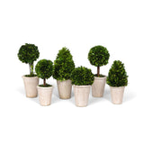 Park Hill Collection Garden Floral Collection of Boxwood Topiaries, Set of 6, Assorted Sizes -  EBD80076