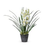 Park Hill Collection Garden Floral Cymbidium Plant, Potted -  EBQ26111