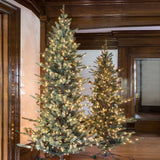 Park Hill Collection Tree Lot 9' Park Hill Slim Line Blue Spruce LED Lights  - XPQ82166