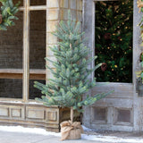 Park Hill Collection Tree Lot 60" Burlap Wrapped Blue Spruce Pine Tree Seedling with LED Battery Lights -  XPQ90689